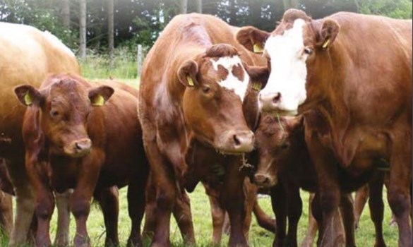 a group of cows standing in a field